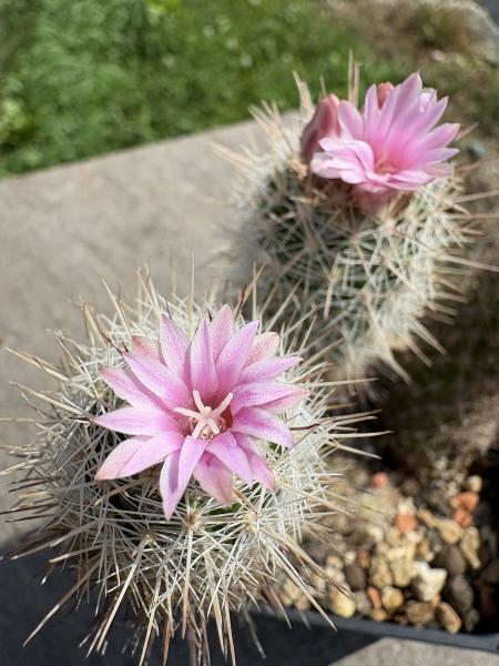 Escobaria vivipara